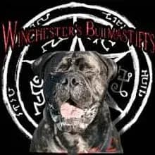 Winchester’s Bullmastiffs cover