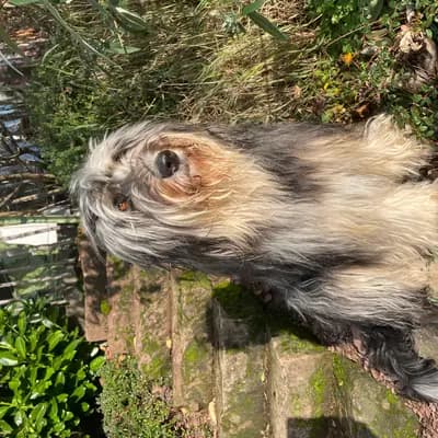 Foto von Alvi, einem Mischlingshunde-Elternhund in Nordrhein-Westfalen.