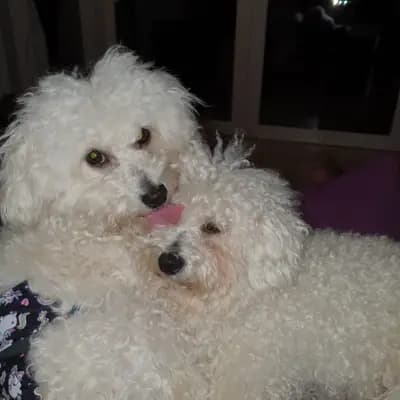 Galerie-Bild von Bichon Frisé vom Teilungssee  in Brandenburg, mit Eindrücken unserer Bichon A poil frise-Zucht.