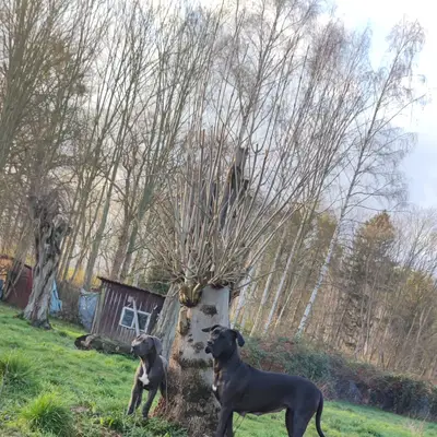 Galerie-Bild von Saupackerwelpen in Mecklenburg-Vorpommern, mit Eindrücken unserer Cane Corso Italiano-Zucht.