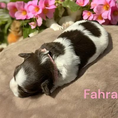Fahra - Zwergschnauzer Welpe in Bayern