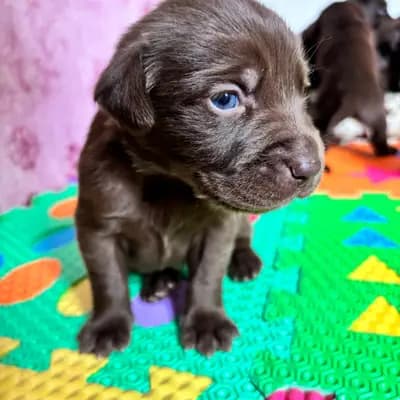 Galerie-Bild von Aussiedor  in Rheinland-Pfalz, mit Eindrücken unserer Aussiedoodle (Australian Shepherd x Pudel)-Zucht.