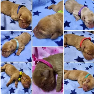 Diamonds Gold von Aramis - Labrador Retriever Welpe in Hessen