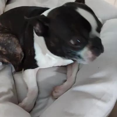 Galerie-Bild von Von den Manchester Hexen Boston Terrier Zucht in Nordrhein-Westfalen, mit Eindrücken unserer Boston Terrier-Zucht.