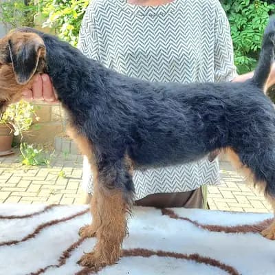 Bild aus Zwinger vom Elbsandstein in Sachsen, wo unsere Airedale Terrier-Hunde in einer liebevollen Umgebung aufwachsen.