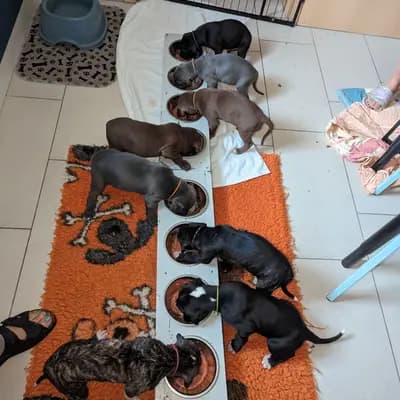 Bild aus Deutsche Doggen von AmasuDiamonds  in Thüringen, wo unsere Deutsche Dogge-Hunde in einer liebevollen Umgebung aufwachsen.