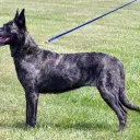 Hollandse Herdershond (Dutch Shepherd Dog)