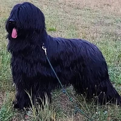 Galerie-Bild von De la Valleé d´Amour in Baden-Württemberg, mit Eindrücken unserer Berger de Brie (Briard)-Zucht.