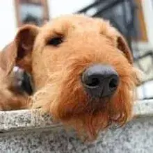 vom Castell Thorun cover