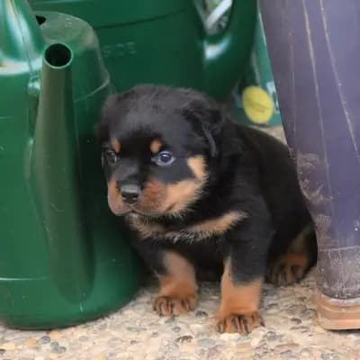 Dilayla - Rottweiler Welpe in Baden-Württemberg