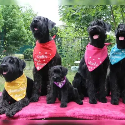 vom kleinen Büffel cover