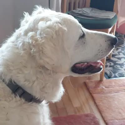 Galerie-Bild von Wigdalir Kuvasz Zucht nur mit Ungarischen Linien in Niedersachsen, mit Eindrücken unserer Kuvasz-Zucht.