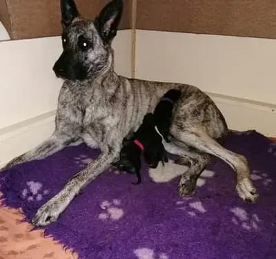 Bild aus Holländische Schäferhunde od Zlaté Sovy in Nordrhein-Westfalen, wo unsere Hollandse Herdershond (Holländischer Schäferhund)-Hunde in einer liebevollen Umgebung aufwachsen.