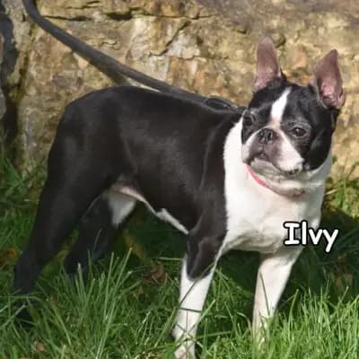 Ilvy