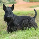 Scottish Terrier
