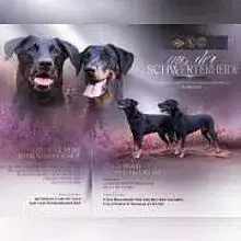 aus der Schwerterheide cover