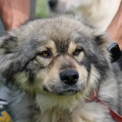 Liria – Altdeutscher Schäferhund, Hessen, Im Tierheim Das kleine Tierheim angeschlossen an Pferd und Hund e.V.