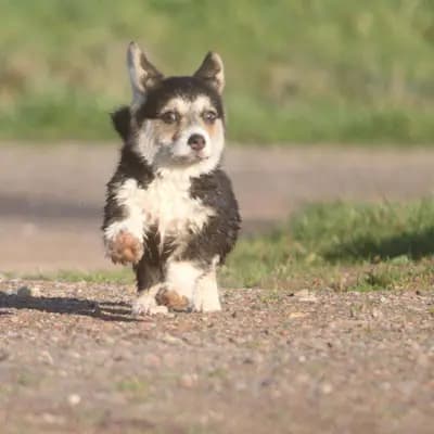 Galerie-Bild von Kennel Von Pfotenstolz in Schleswig-Holstein, mit Eindrücken unserer Welsh Corgi Pembroke-Zucht.