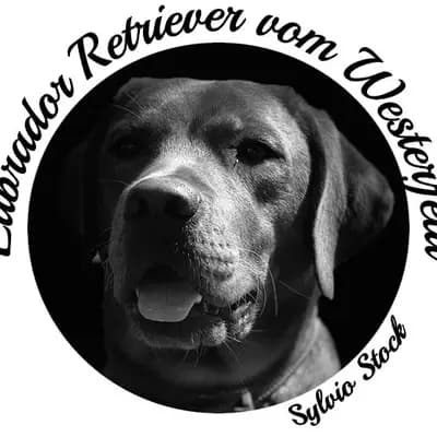 Labrador vom Westerfeld