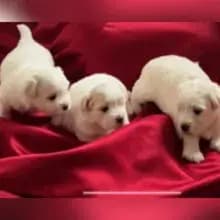 Happy Coton World cover