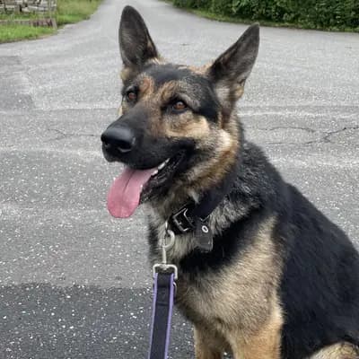 Mister X – Altdeutscher Schäferhund, Hamburg, Im Tierheim Tierheim des Hamburger Tierschutzverein von 1841