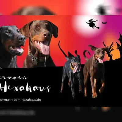 vom Hexahaus cover