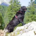 Flat Coated Retriever