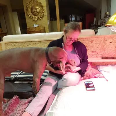 Bild aus Weimaraner aus der Holzgasse in Niederösterreich, wo unsere Weimaraner-Hunde in einer liebevollen Umgebung aufwachsen.