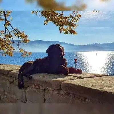 Patas de água cover