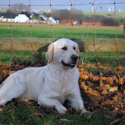 Bild aus Golden vom Desenberg  in Nordrhein-Westfalen, wo unsere Golden Retriever-Hunde in einer liebevollen Umgebung aufwachsen.