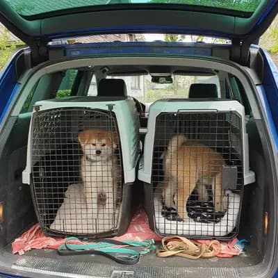 Bild aus Akitaostbelgien Go Haiben Shunzansou in Wallonische Region, wo unsere Akita-Hunde in einer liebevollen Umgebung aufwachsen.