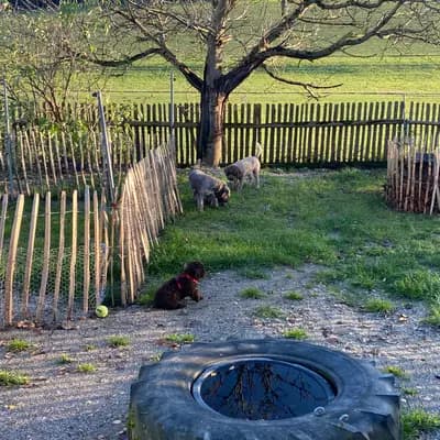 Bild aus Lagottis von der Glonn in Bayern, wo unsere Lagotto Romagnolo-Hunde in einer liebevollen Umgebung aufwachsen.