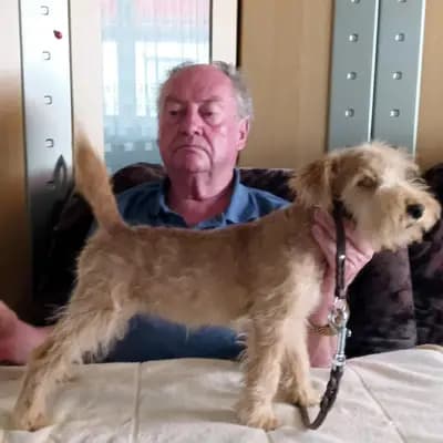 Galerie-Bild von Lakeland Terrier vom Amur in Sachsen-Anhalt, mit Eindrücken unserer Lakeland Terrier-Zucht.