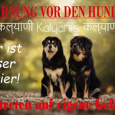 Bild aus Kalyani´s in Niederösterreich, wo unsere Do Khyi-Hunde in einer liebevollen Umgebung aufwachsen.