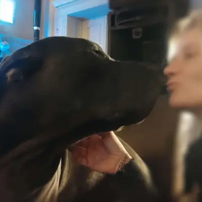 Galerie-Bild von Saupackerwelpen in Mecklenburg-Vorpommern, mit Eindrücken unserer Cane Corso Italiano-Zucht.