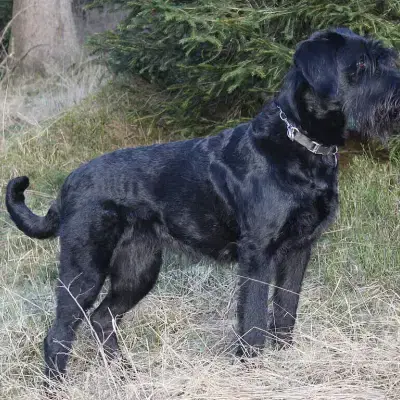 vom Bichelbach cover