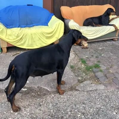 Bild aus Von der Sickingerburg in Rheinland-Pfalz, wo unsere Dobermann-Hunde in einer liebevollen Umgebung aufwachsen.