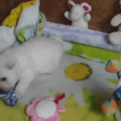 Bild aus Westie vom Elmbach in Sachsen, wo unsere West Highland White Terrier-Hunde in einer liebevollen Umgebung aufwachsen.