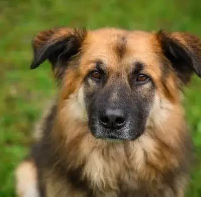 Joschi – Altdeutscher Schäferhund, Bayern, Im Tierheim Ein Herz für Streuner