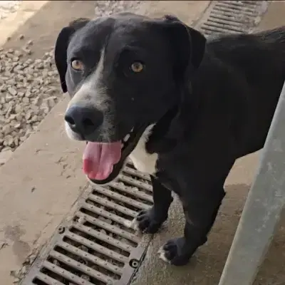 Coco