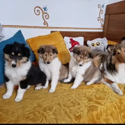 Titelbild von COLLIES VOM BERGEMER SCHLEHENHAIN in Baden-Württemberg, Heimat unserer Amerikanischer Collie-Zucht.