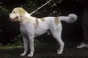 Mittelasiatischer Schäferhund