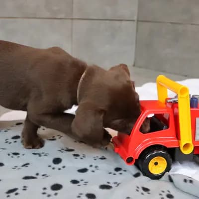 Bild aus Labradorzucht von der alten Oberförsterei in Thüringen, wo unsere Labrador Retriever-Hunde in einer liebevollen Umgebung aufwachsen.
