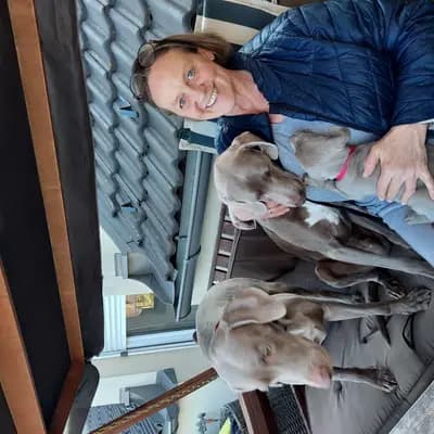 Bild aus Weimaraner aus der Holzgasse in Niederösterreich, wo unsere Weimaraner-Hunde in einer liebevollen Umgebung aufwachsen.