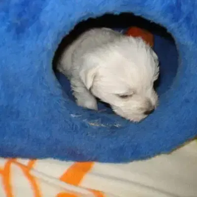 White Headline's cover