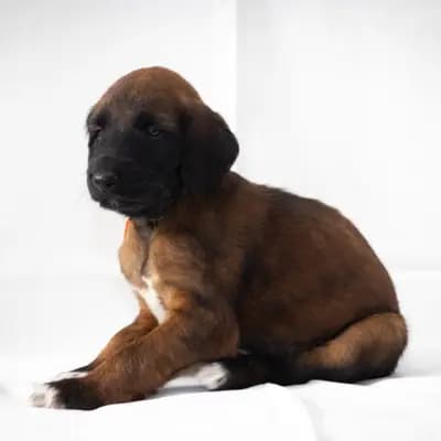 Foto von Caesar, einem Afghanischer Windhund-Welpe in Brandenburg.