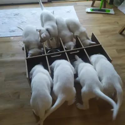 Bild aus Vom Rehgraben  in Brandenburg, wo unsere Weißer Schweizer Schäferhund-Hunde in einer liebevollen Umgebung aufwachsen.