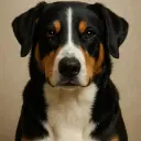 Alpenhütehund