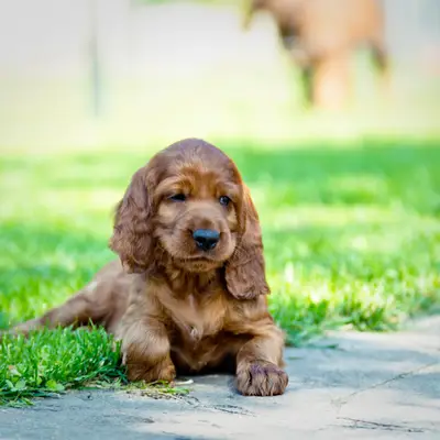 Galerie-Bild von of the maroon fellows in Bayern, mit Eindrücken unserer Irish Red Setter-Zucht.