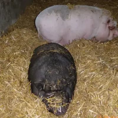 Sau und kastrierter Eber